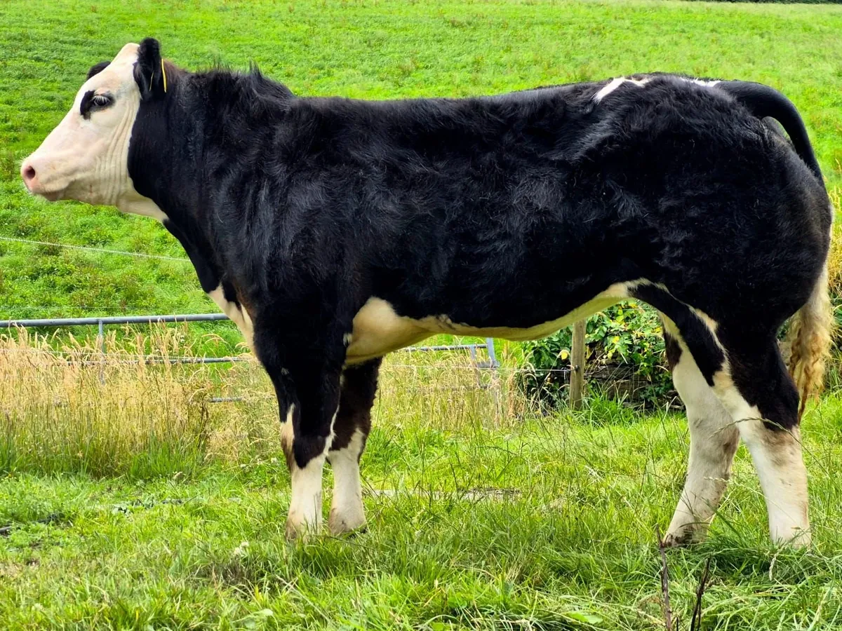 Show Heifers - Image 4