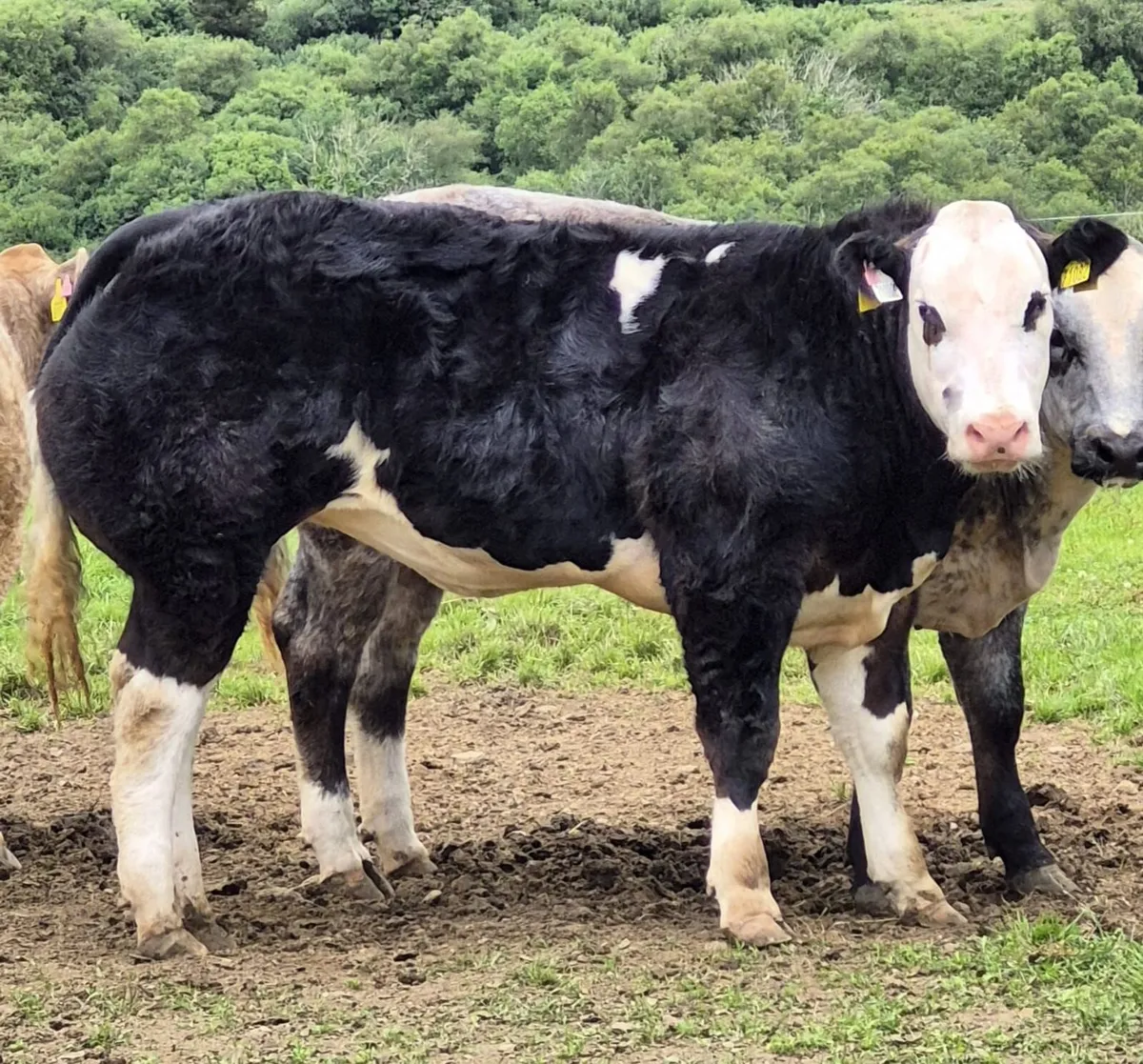 Show Heifers - Image 1
