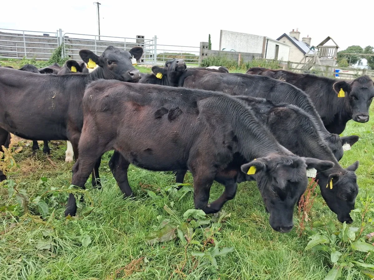 Organic Angus Calves & Weanlings Full Symbol - Image 1