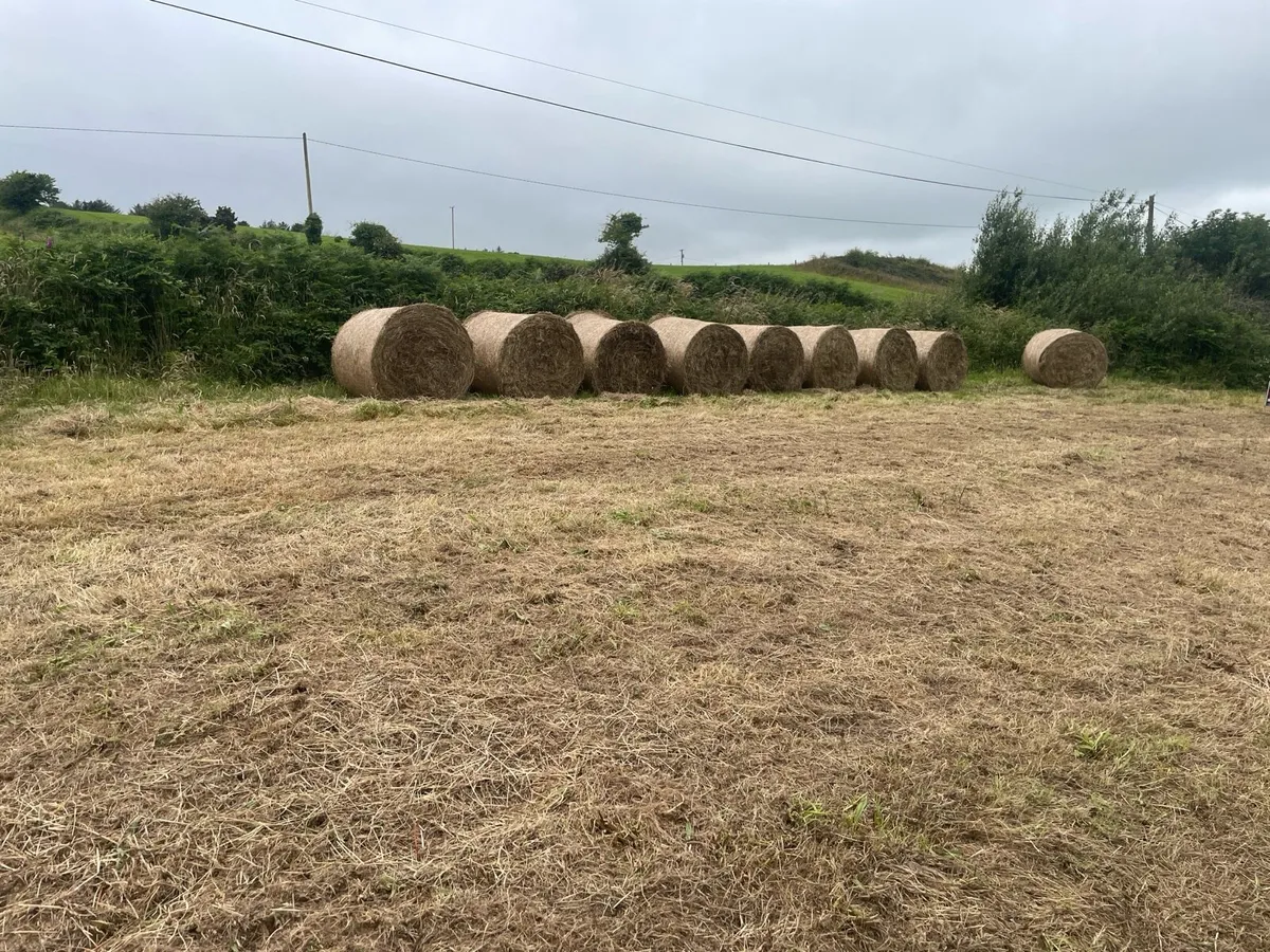 Organic hay - Image 1