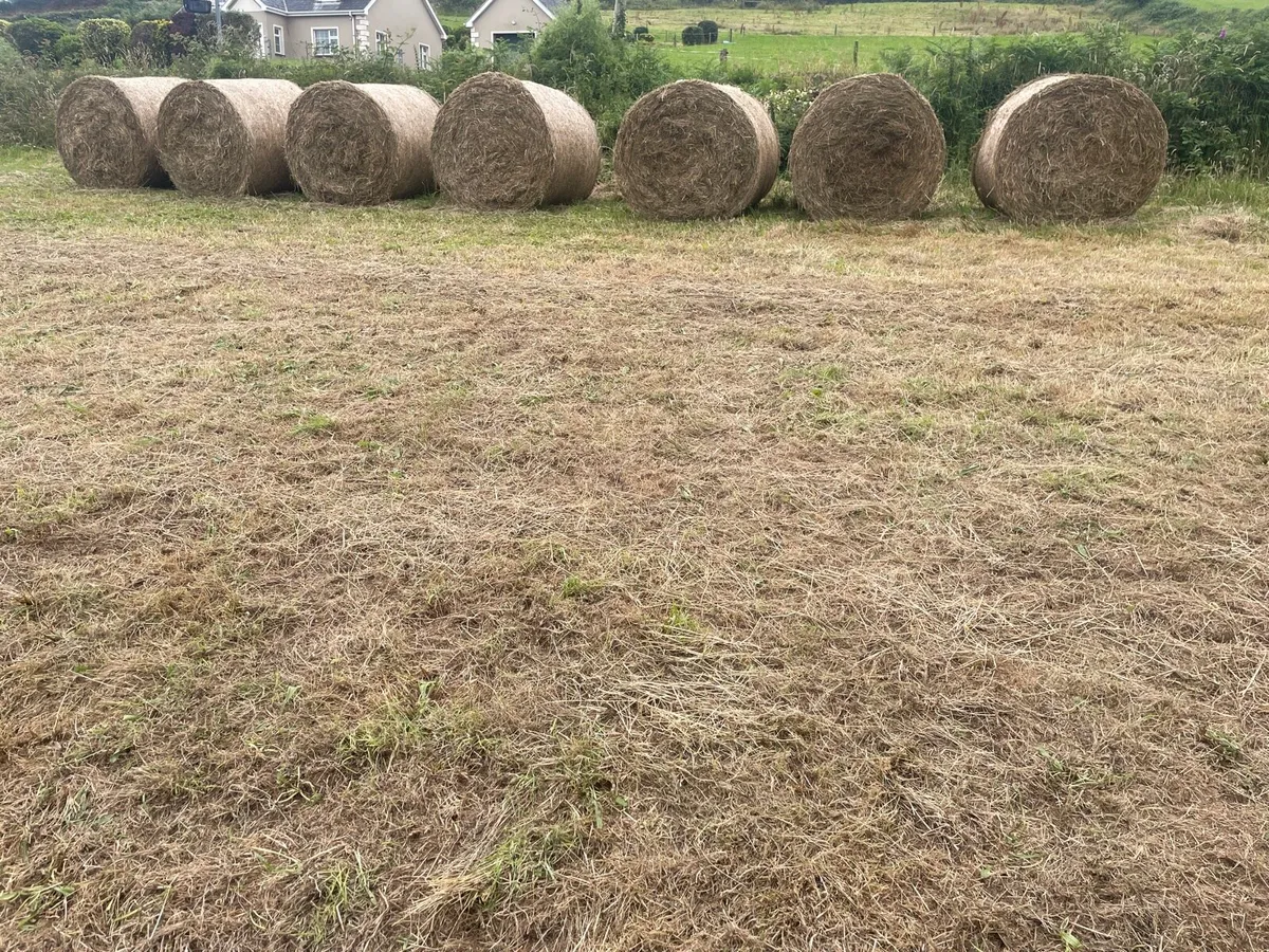 Organic hay - Image 2