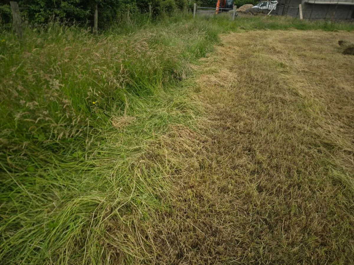 Hay - Image 3