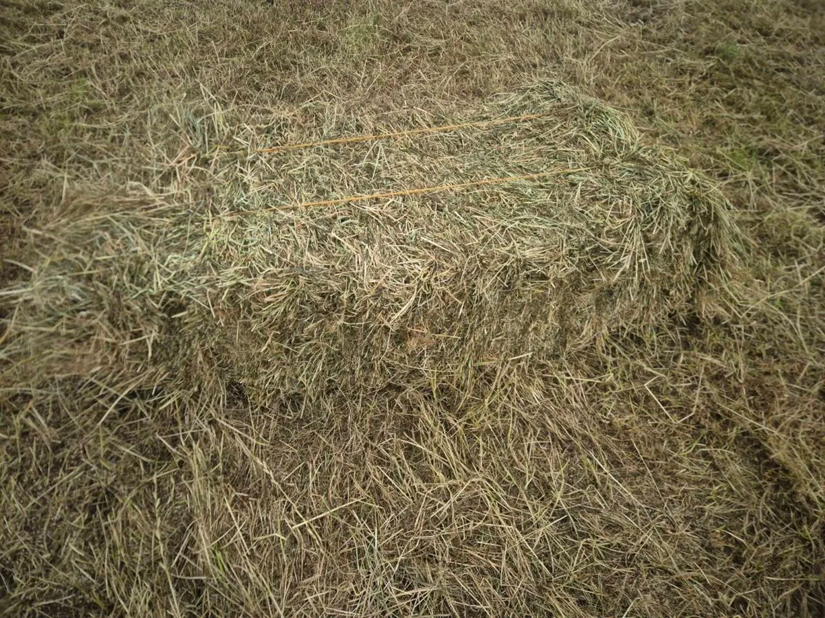 Hay - Image 2
