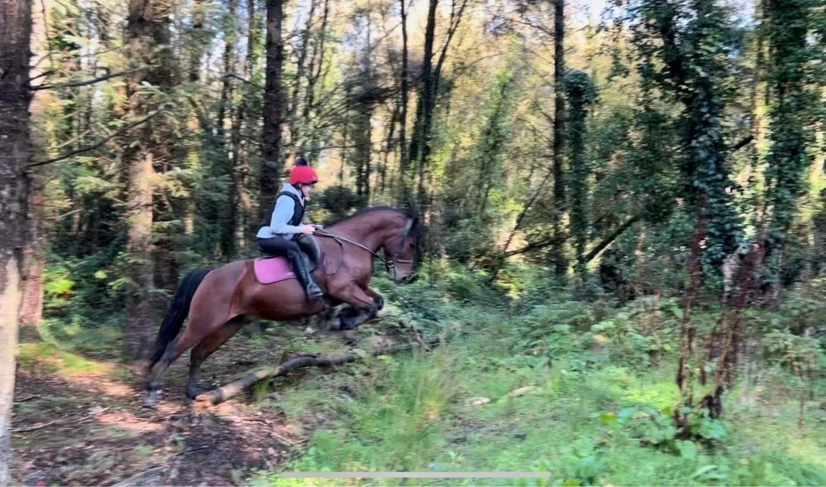 🐴Woody🐴 - Image 3