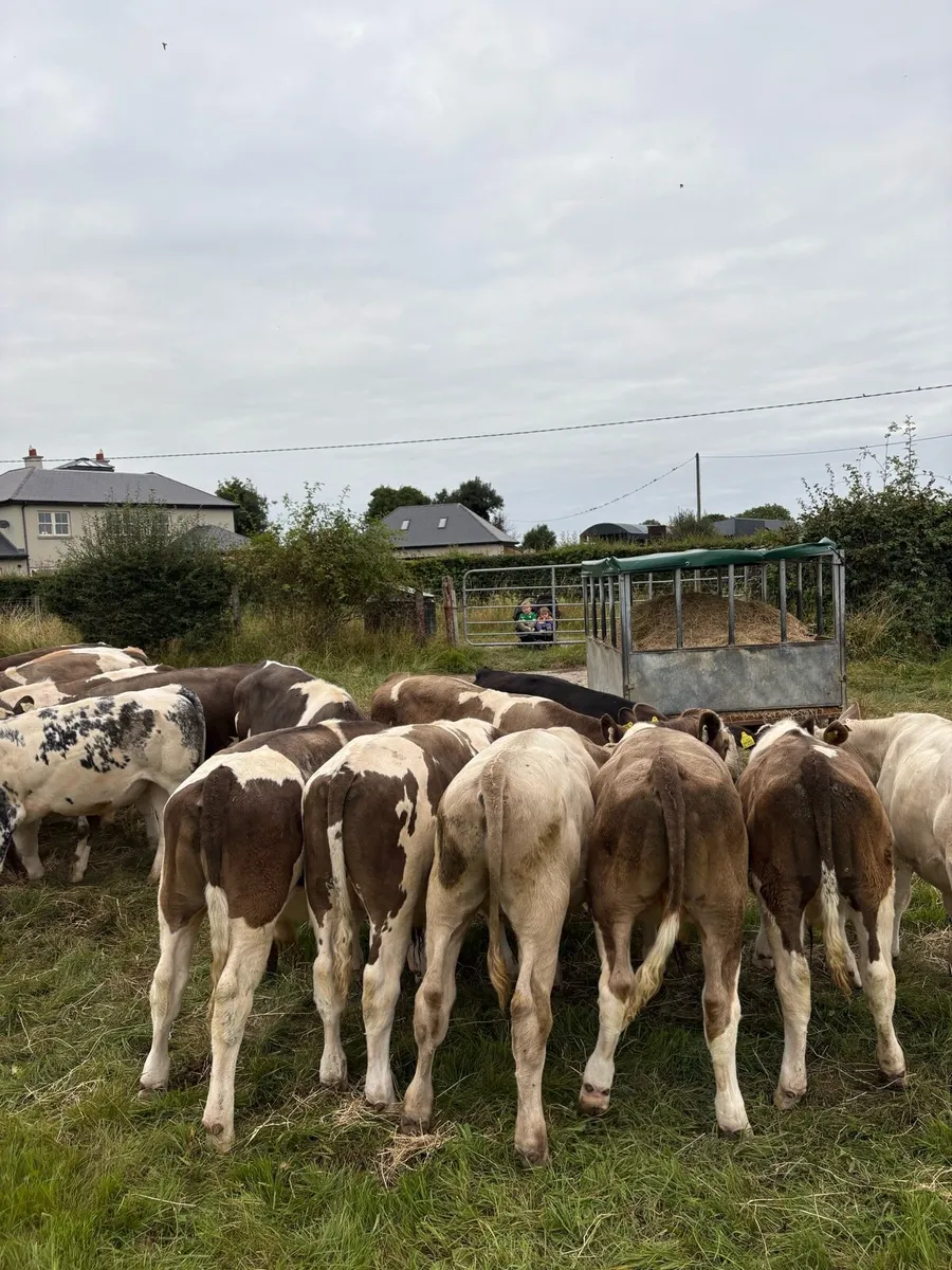 Wanted - Reared Calves