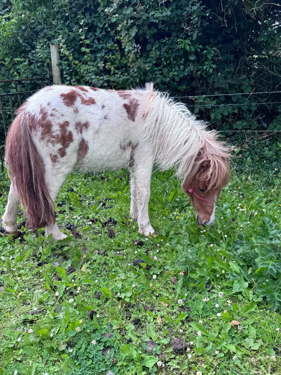 Minature filly - Image 1