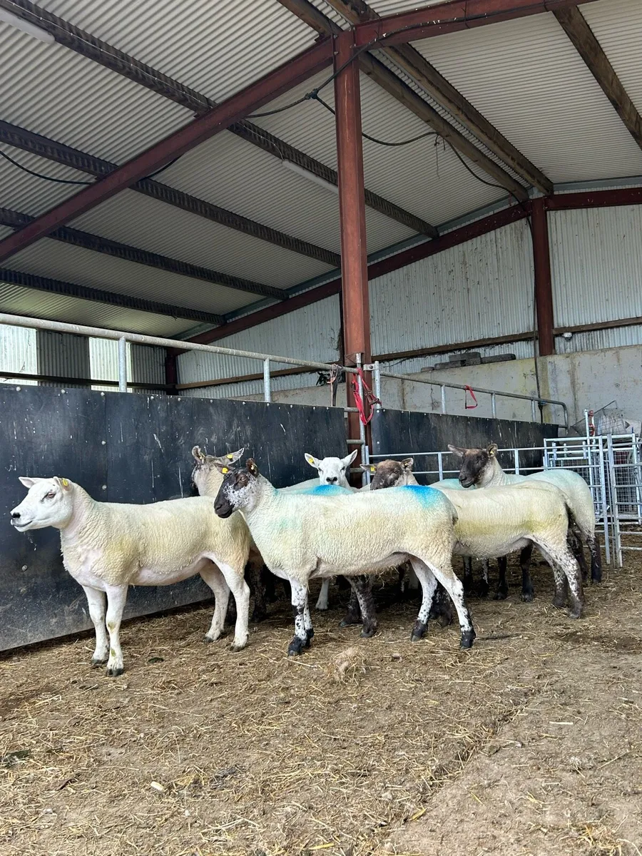 Hogget ewes - Image 1
