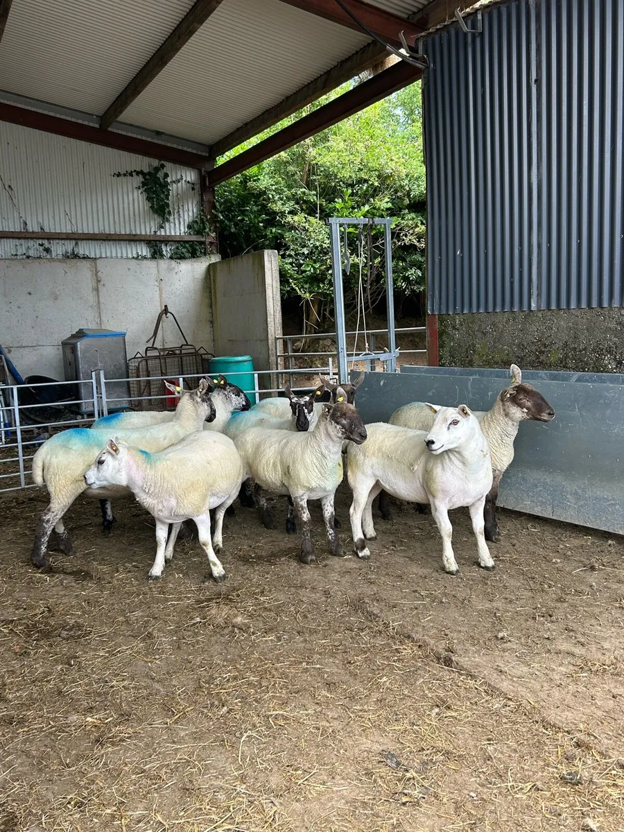 Hogget ewes - Image 2