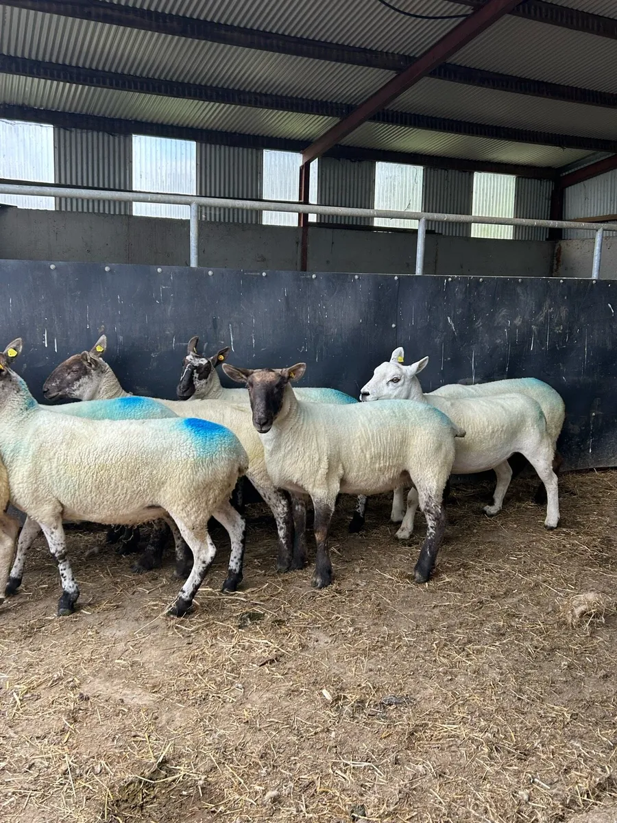Hogget ewes - Image 3