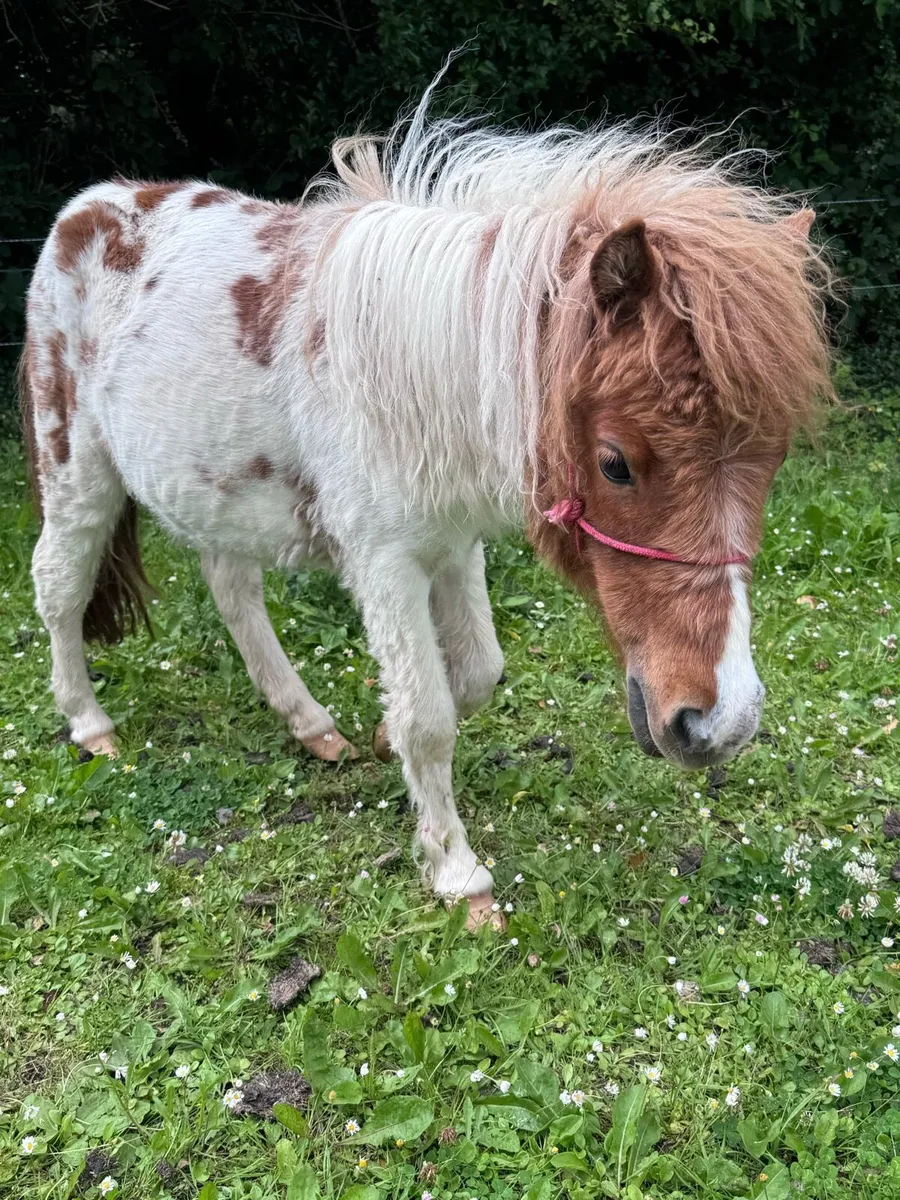 Minature filly - Image 2