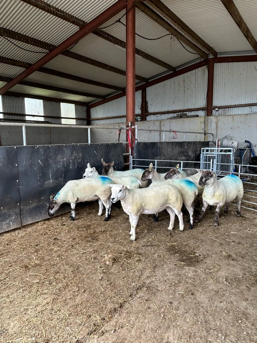 Hogget ewes - Image 4