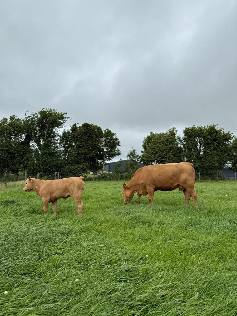 🟠Charolise Cow & Calf 🟠 - Image 1
