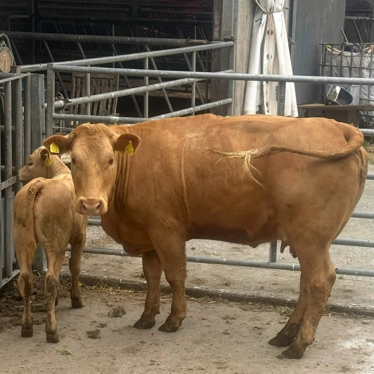 🟠Charolise Cow & Calf 🟠 - Image 2