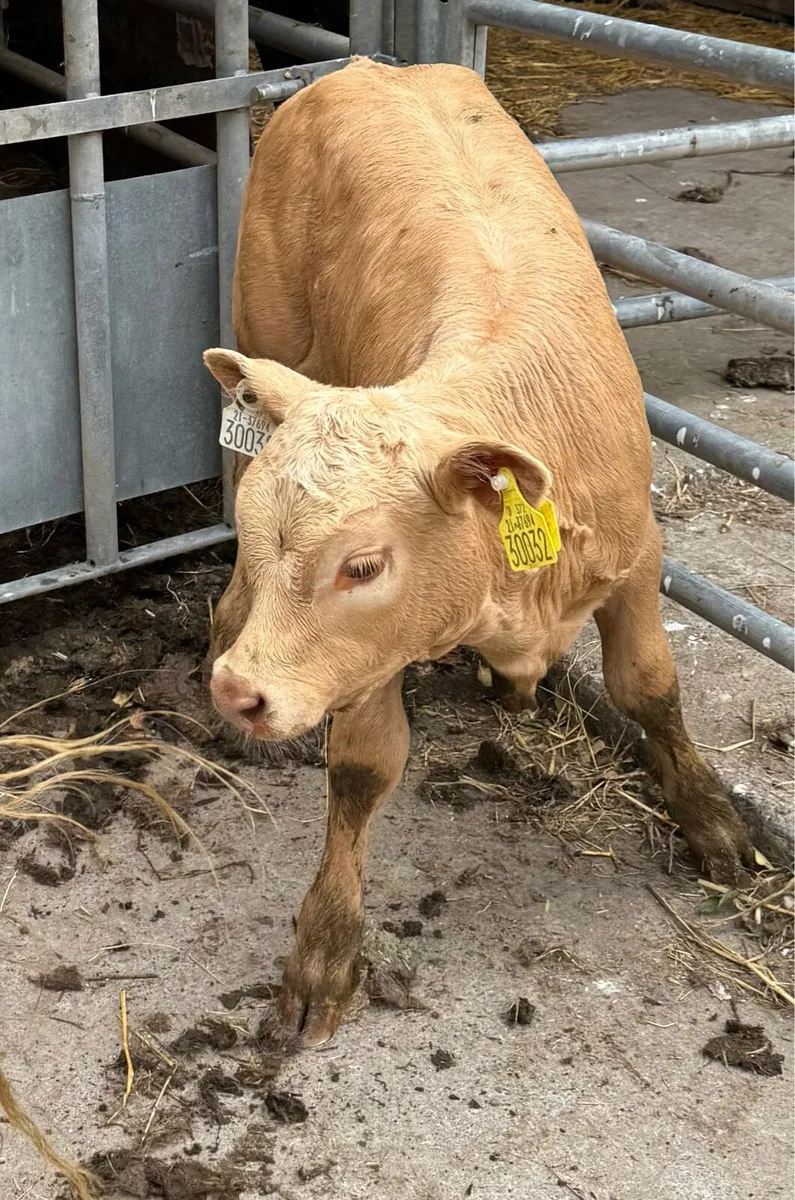🟠Charolise Cow & Calf 🟠 - Image 3