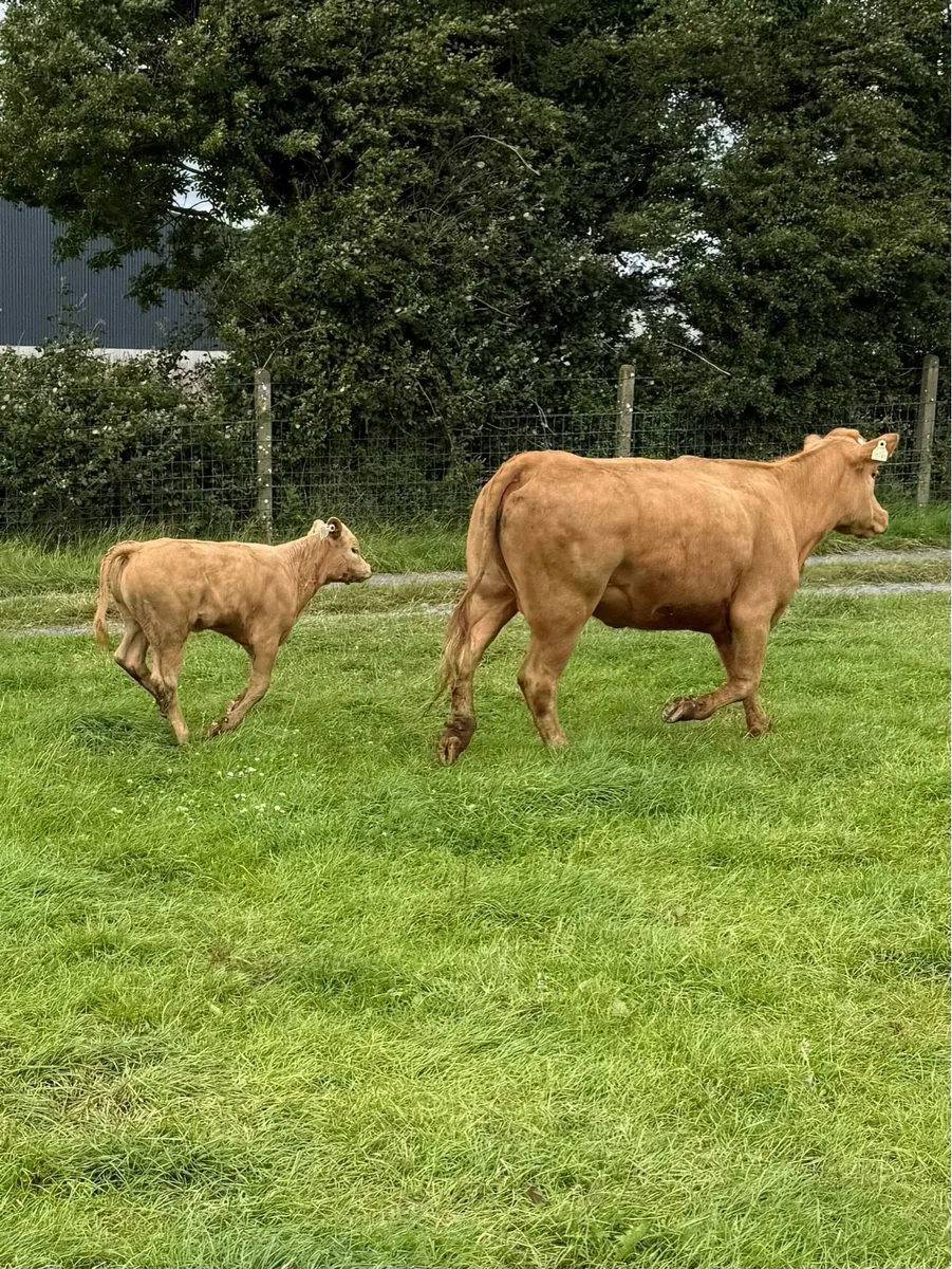 🟠Charolise Cow & Calf 🟠 - Image 4