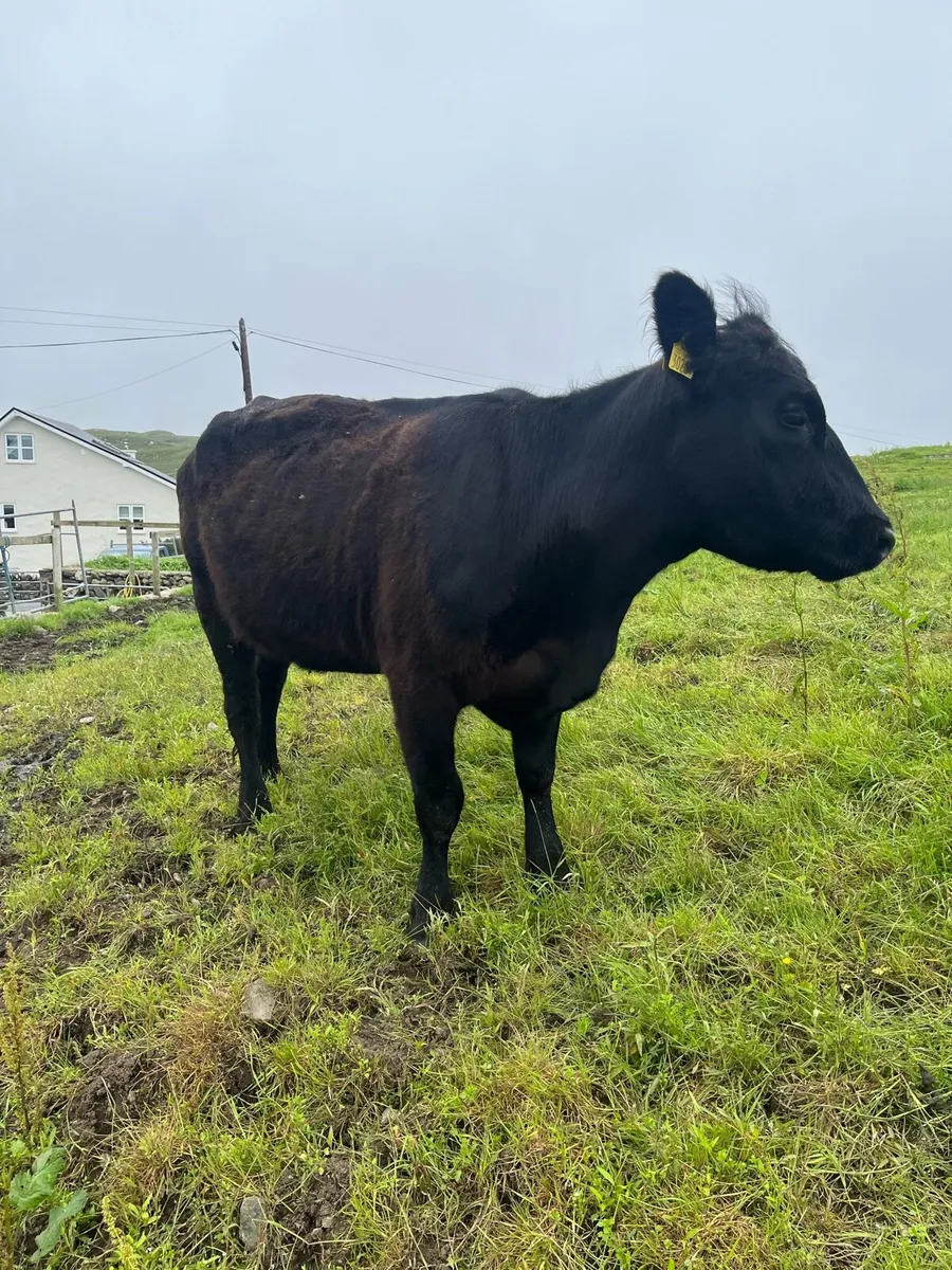 Pbr Aberdeen Angus cows - Image 3