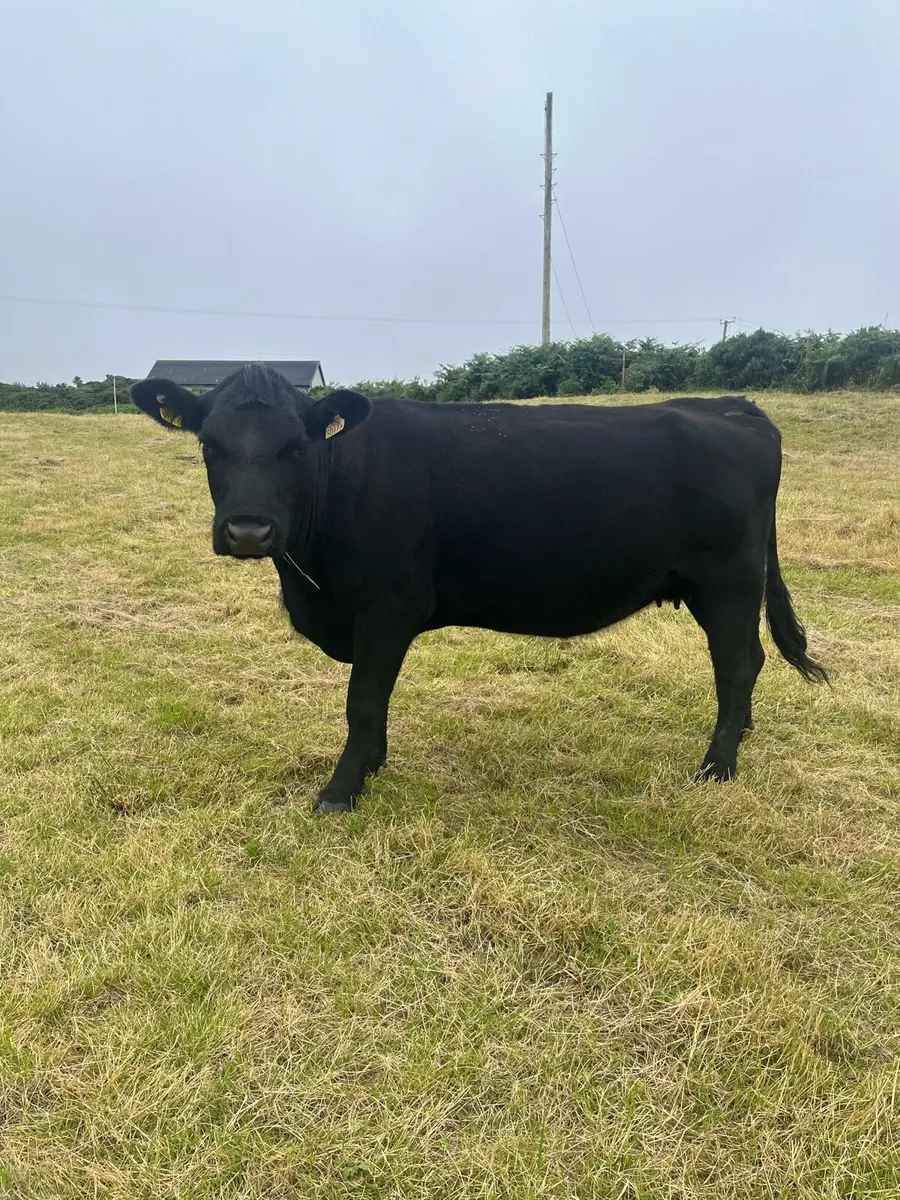 Pbr Aberdeen Angus cows - Image 1