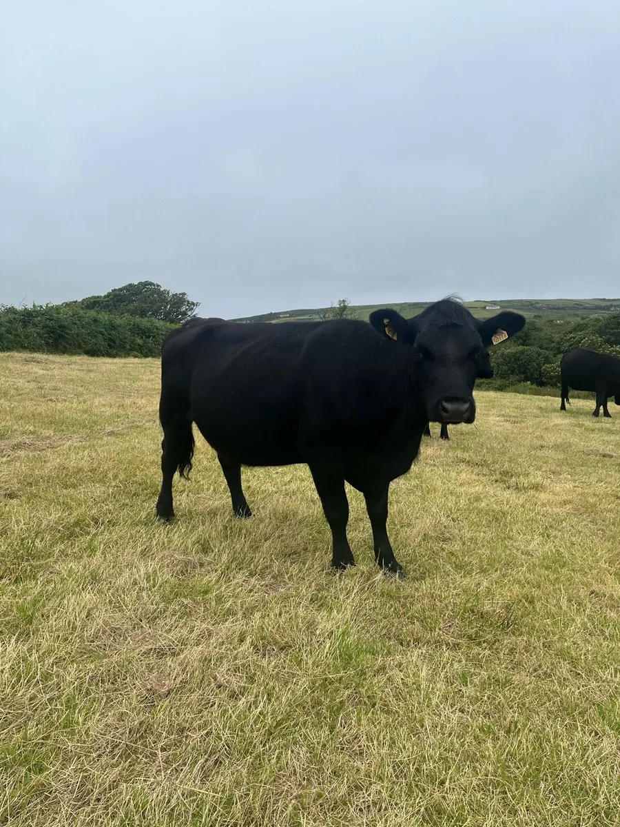 Pbr Aberdeen Angus cows - Image 2