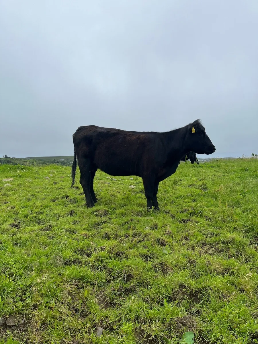 Pbr Aberdeen Angus cows - Image 4