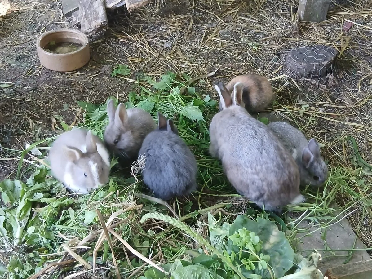 Rabbits - Image 1