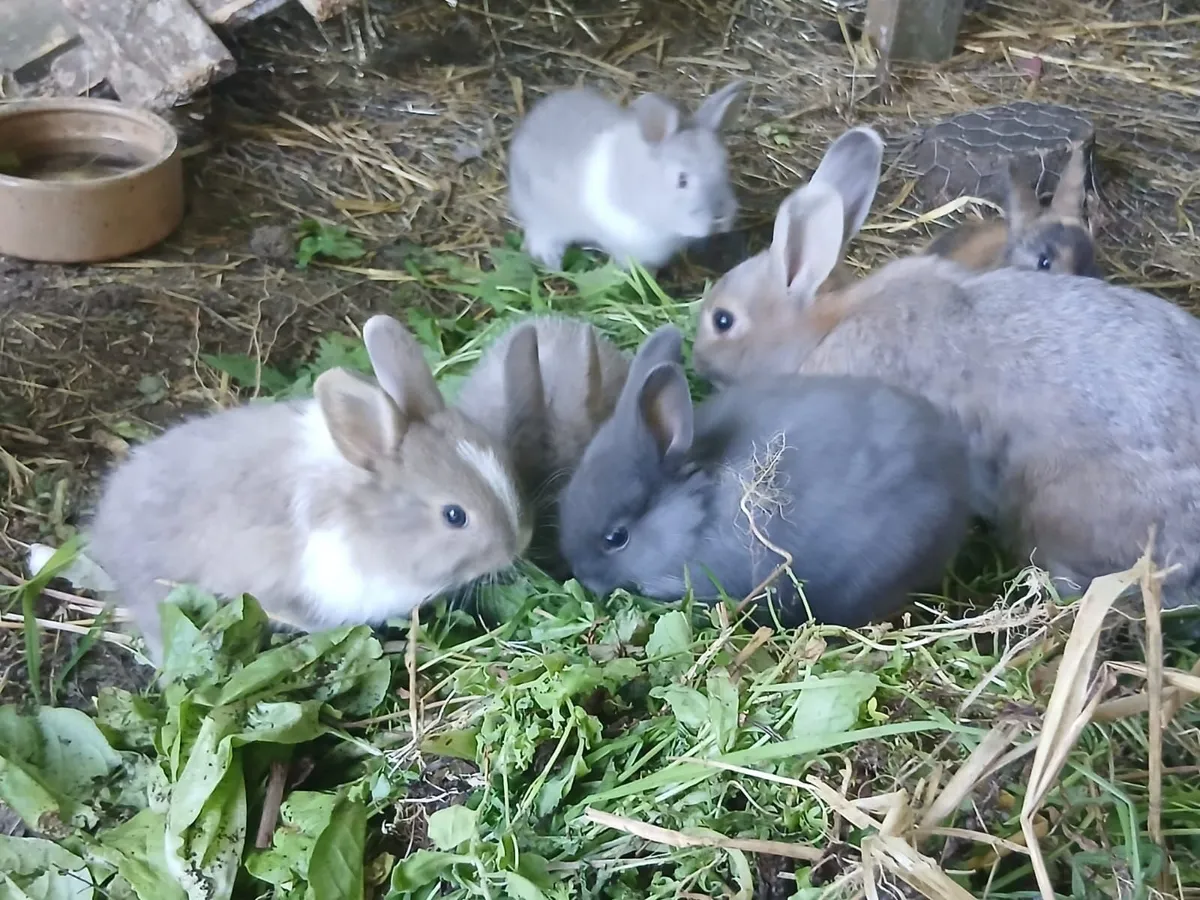 Rabbits - Image 3