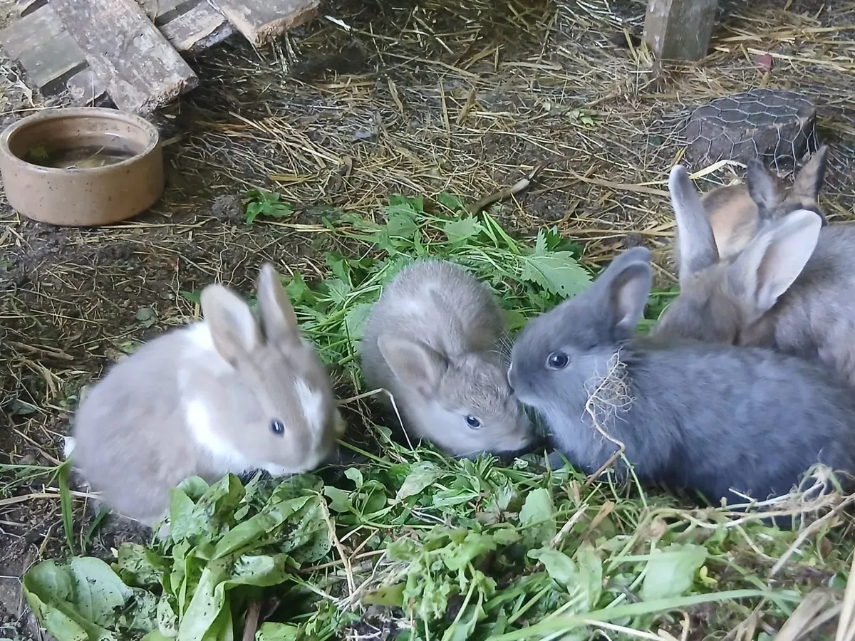 Rabbits - Image 4
