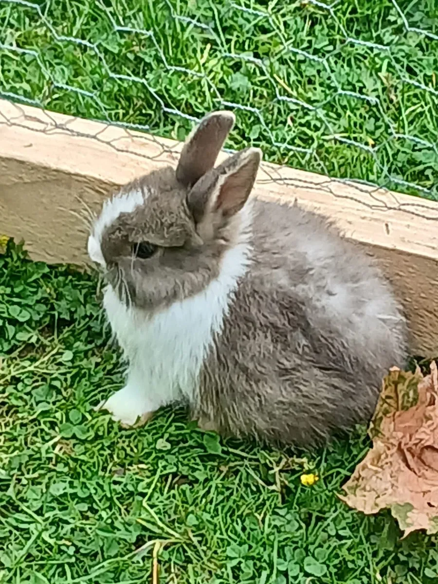 Rabbits - Image 2