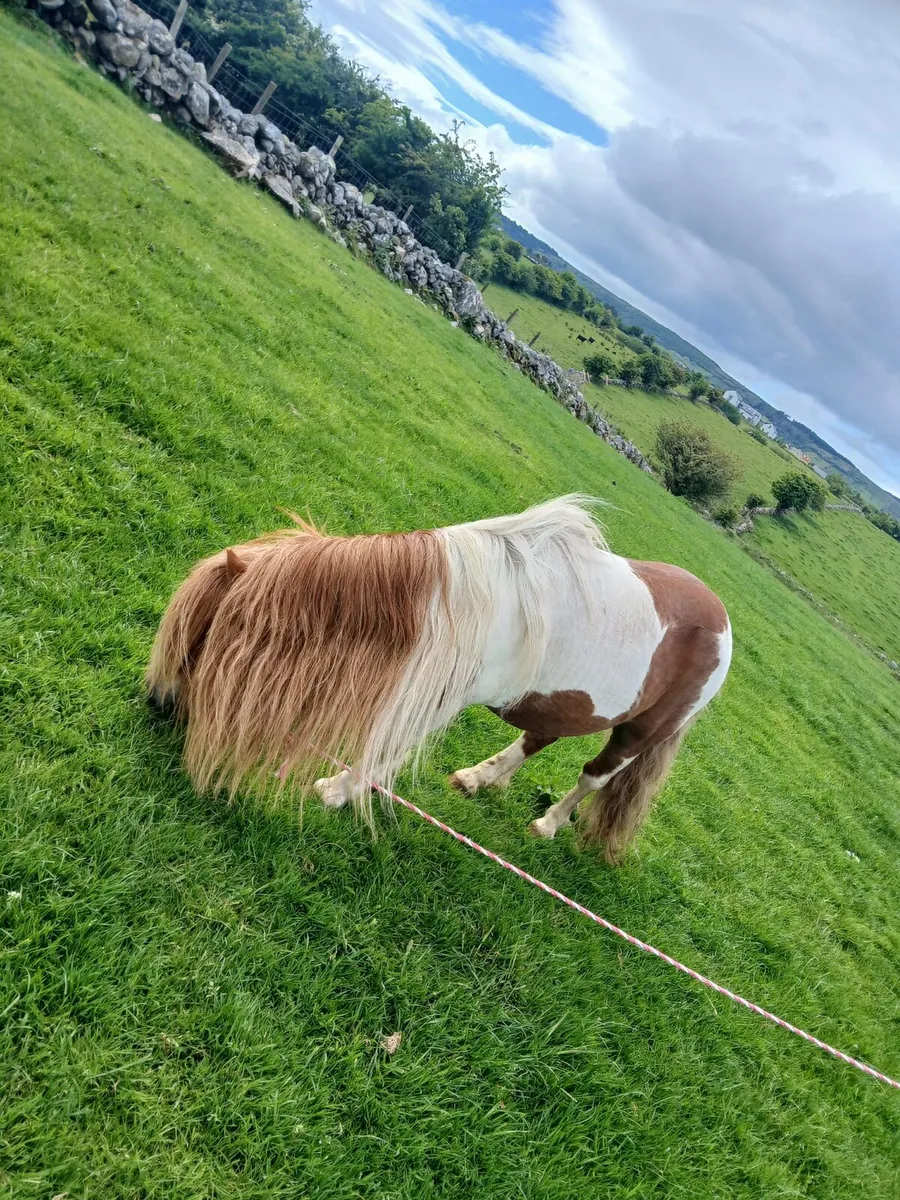 Shetland stallion