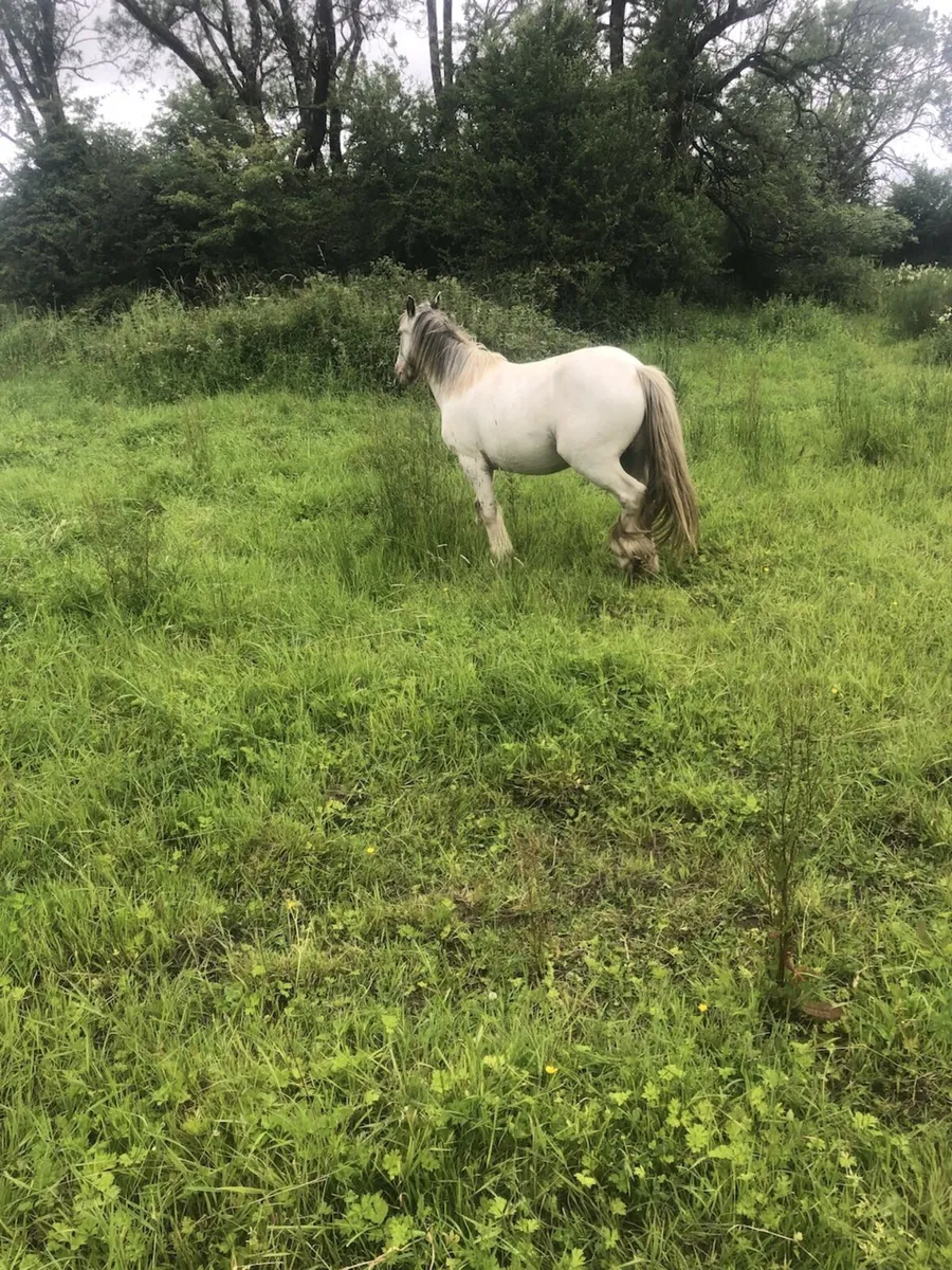 Three year old pony untouched - Image 1