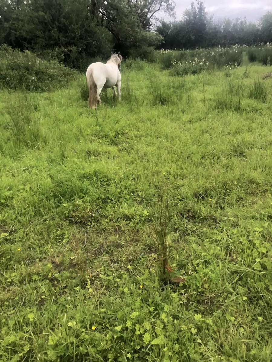 Three year old pony untouched - Image 2