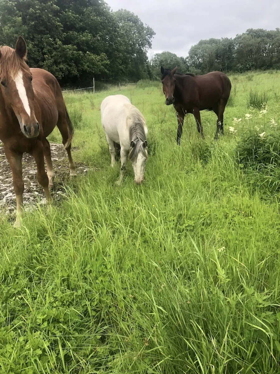 Three year old pony untouched - Image 3