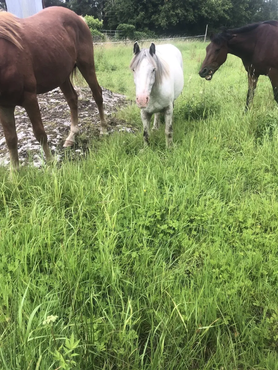 Three year old pony untouched - Image 4
