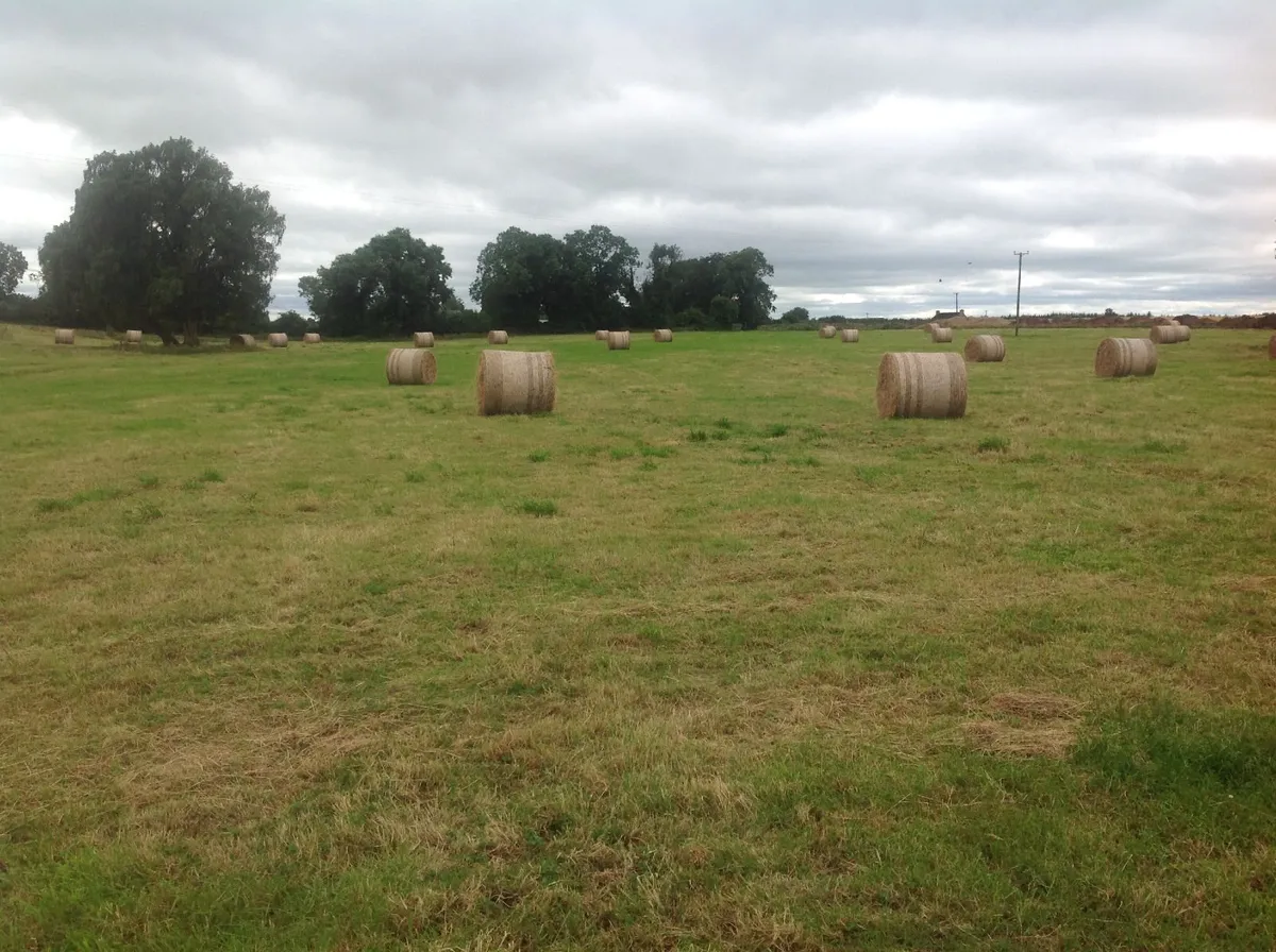 Hay - Image 2