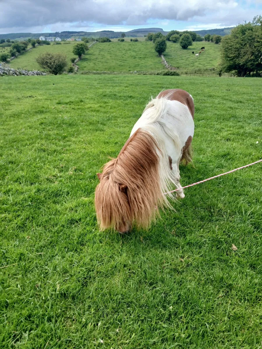 Miniature / Shetland stallion - Image 4