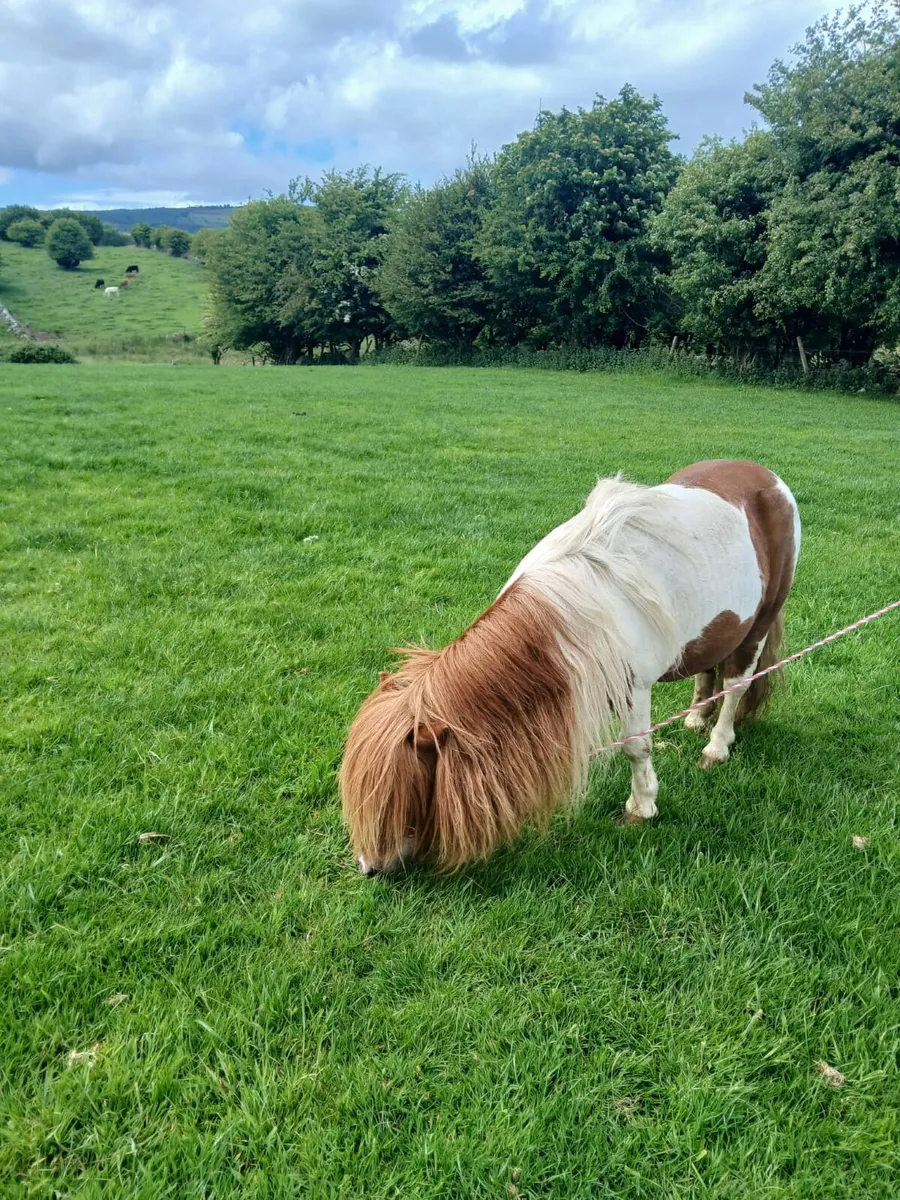 Miniature / Shetland stallion - Image 2