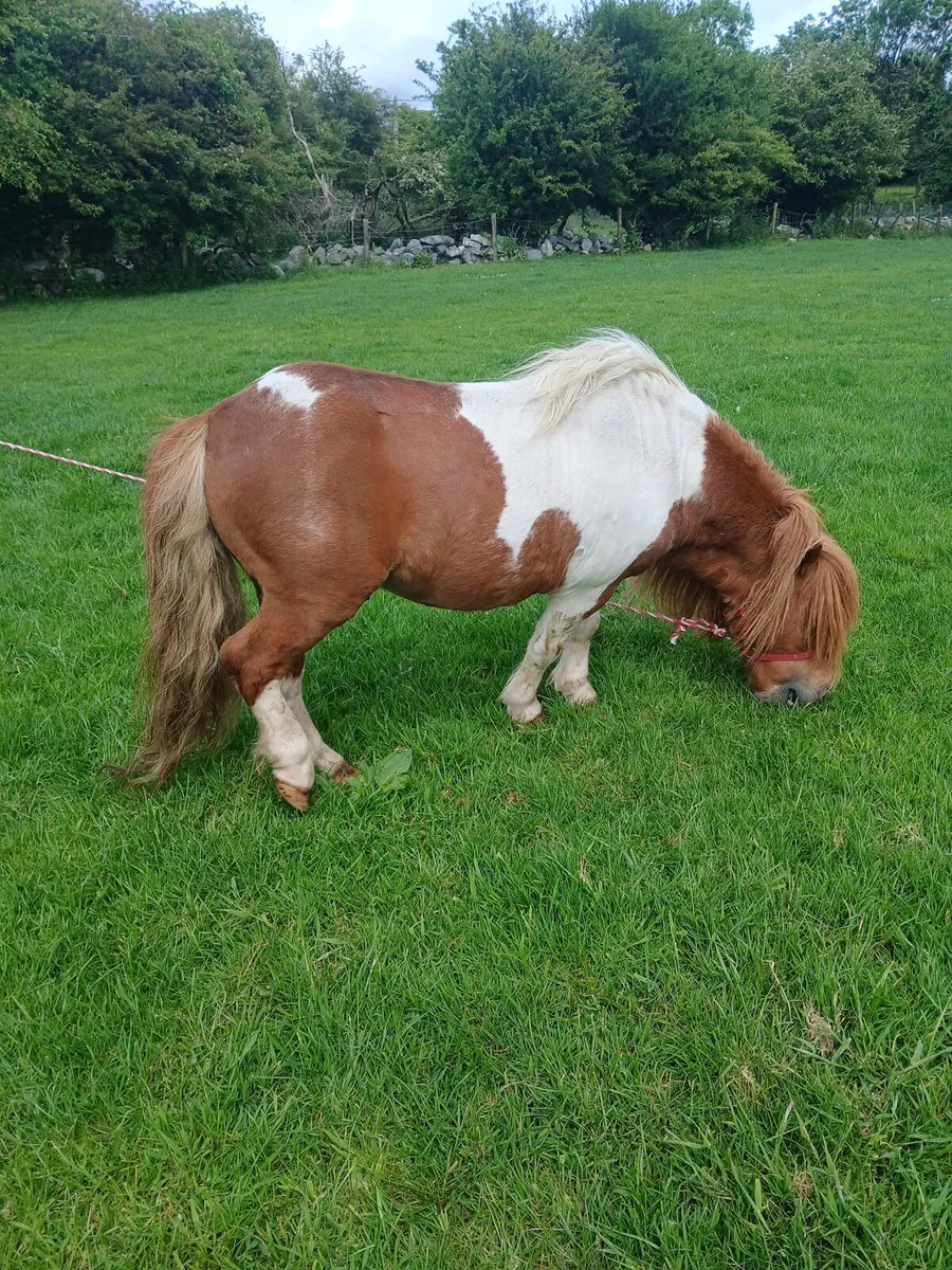 Miniature / Shetland stallion - Image 3