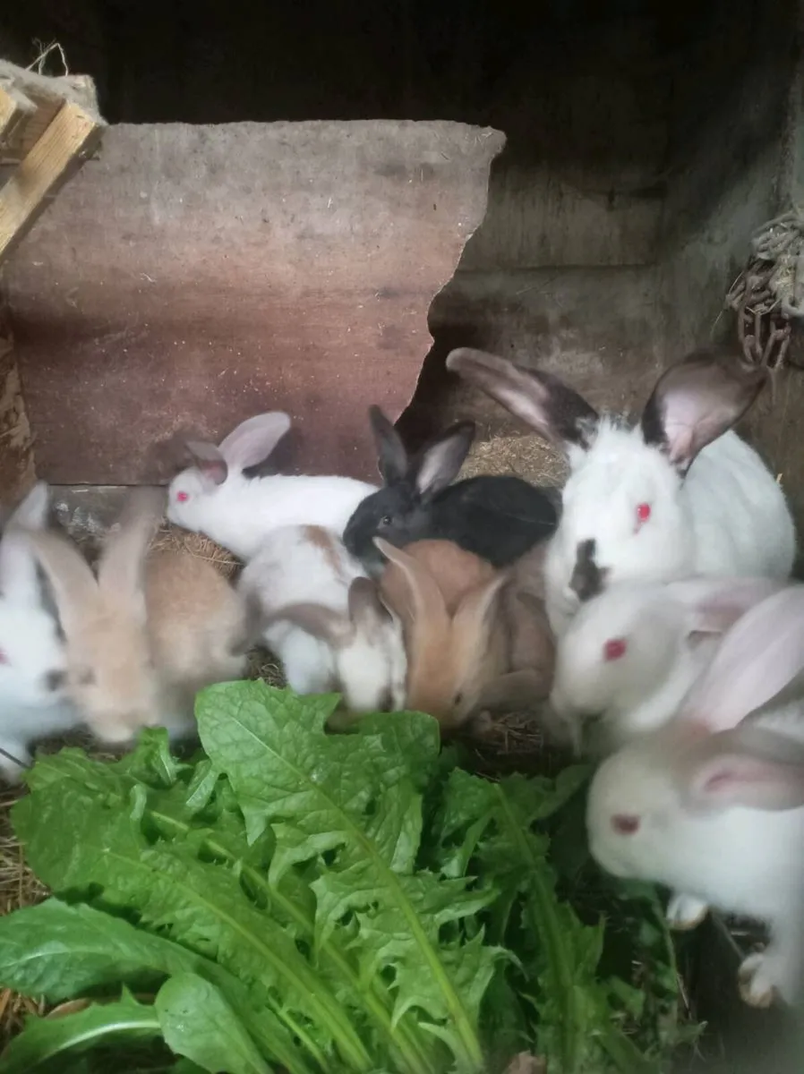 Californian, New Zealand, Flemish rabbits - Image 1