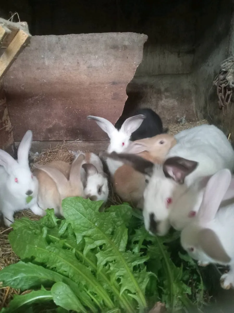 Californian, New Zealand, Flemish rabbits - Image 2