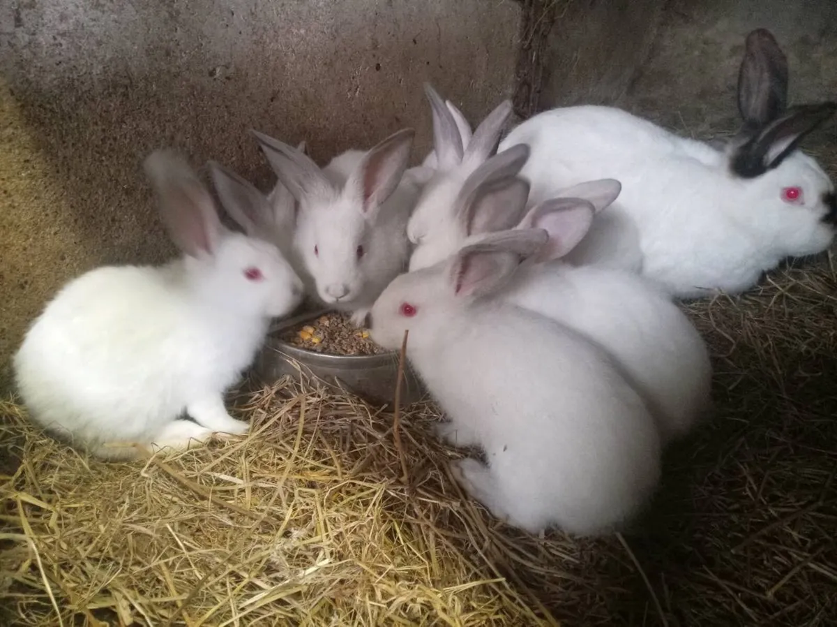 Californian, New Zealand, Flemish rabbits - Image 3