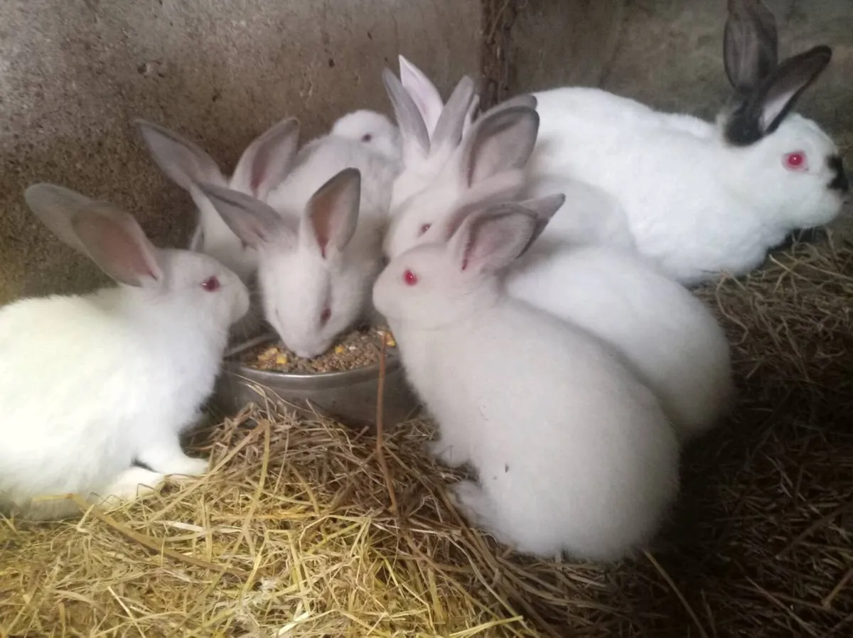 Californian, New Zealand, Flemish rabbits - Image 4