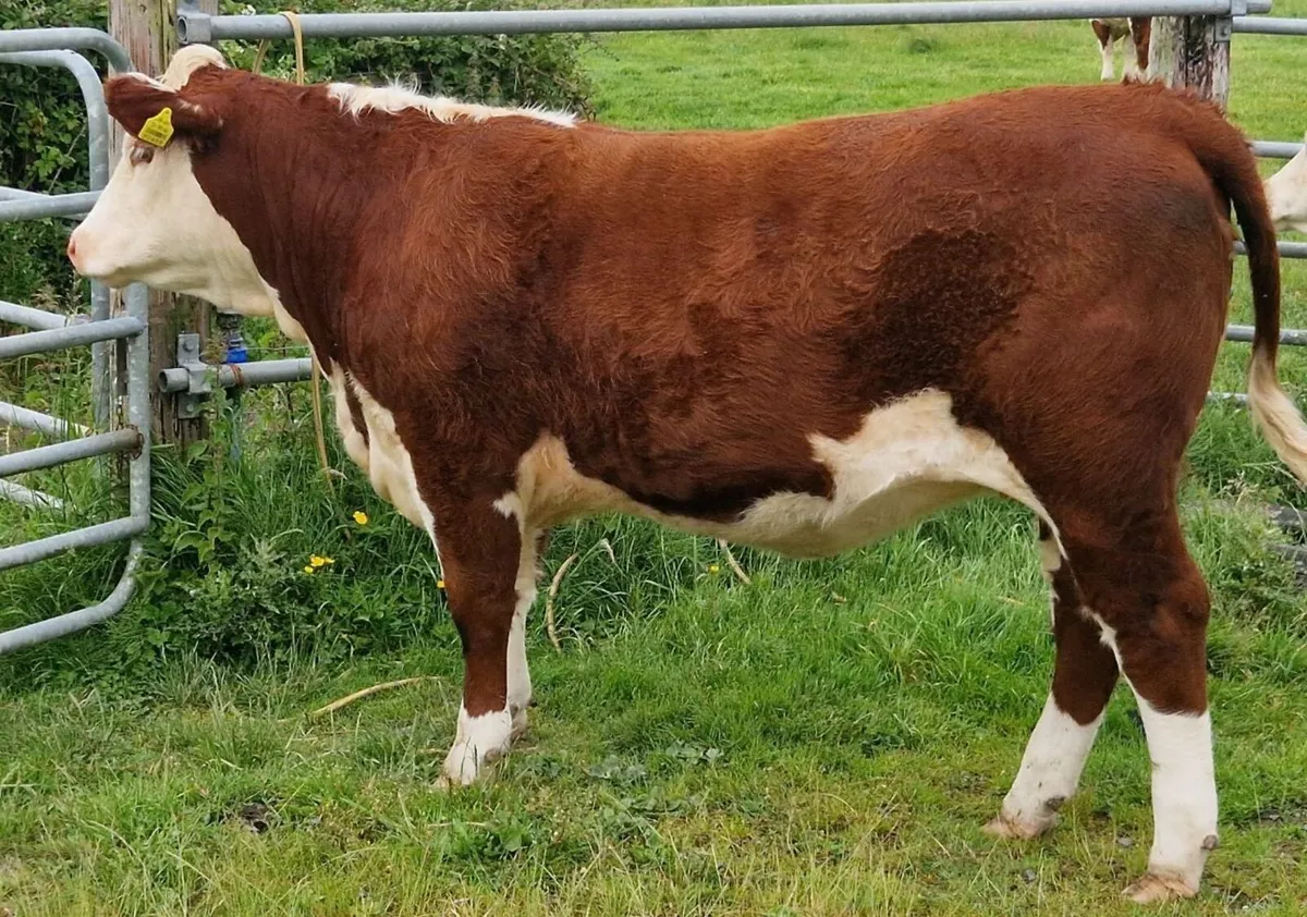 Pedigree Hereford Heifers for Sale - Image 1