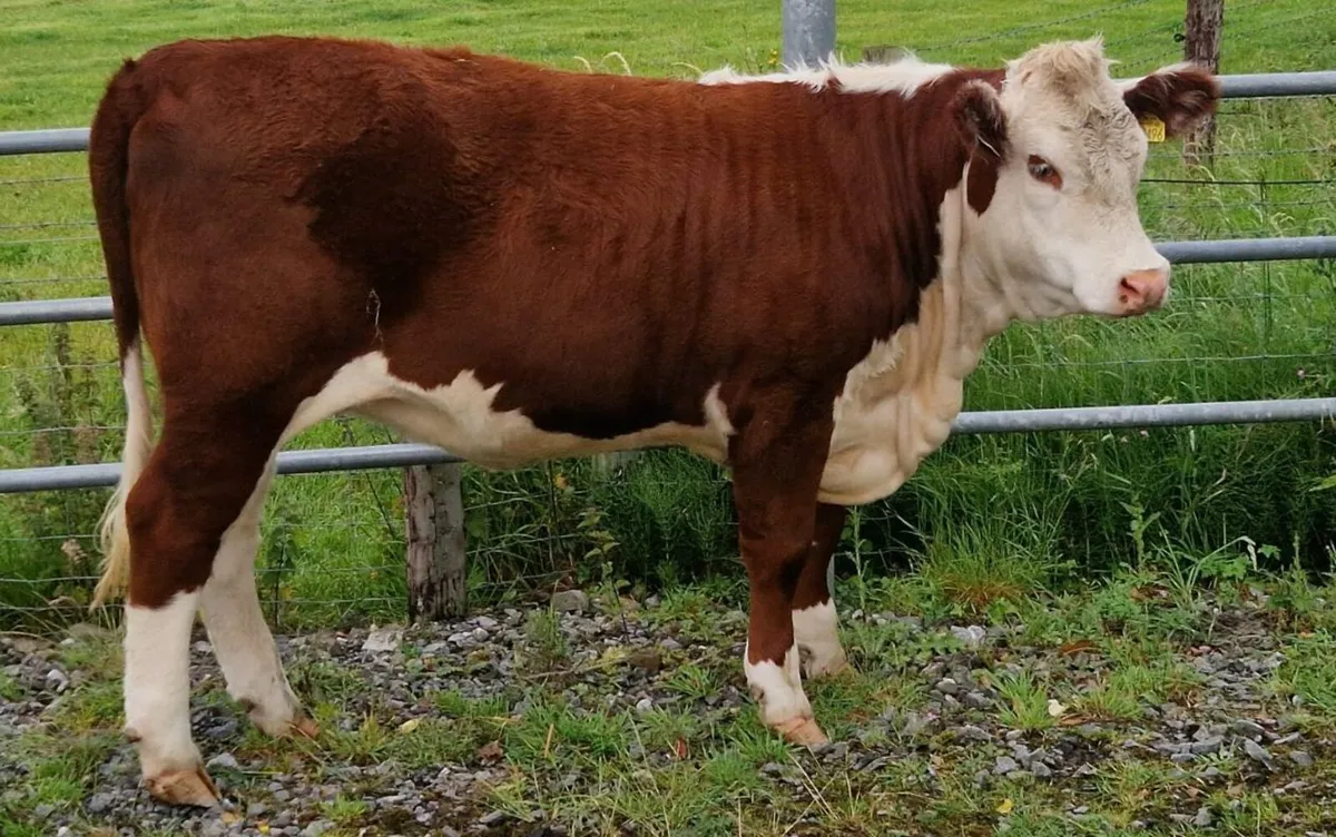 Pedigree Hereford Heifers for Sale - Image 2