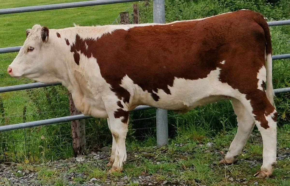 Pedigree Hereford Heifers for Sale - Image 3