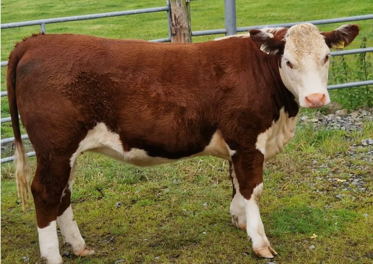 Pedigree Hereford Heifers for Sale - Image 4