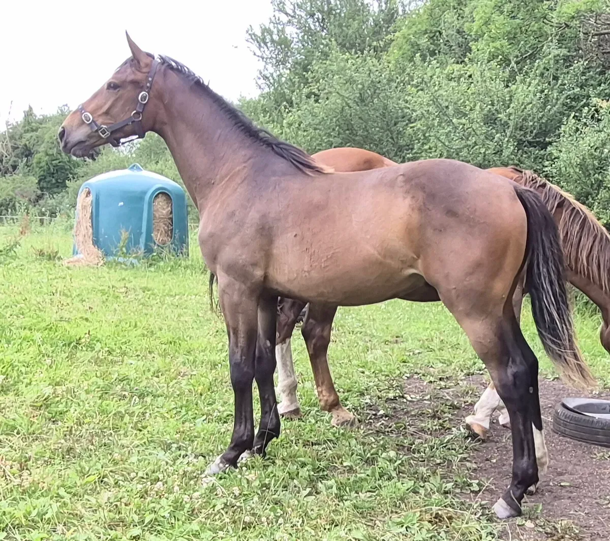 Tyson 1yr old Gelding. - Image 1