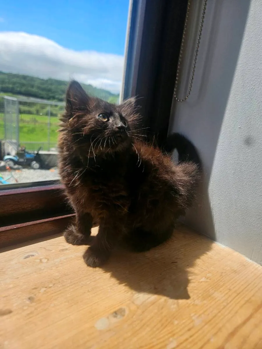 Kittens - Image 2