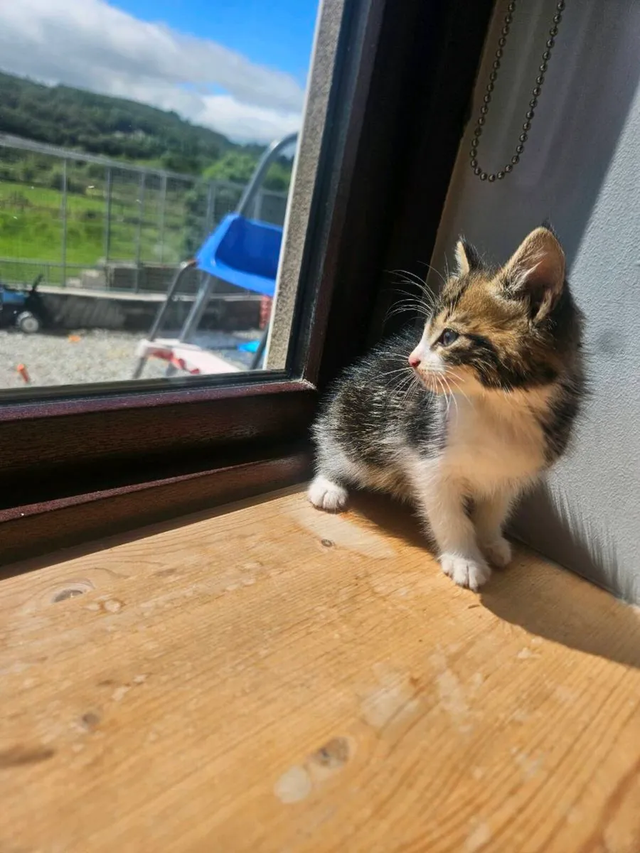Kittens - Image 1