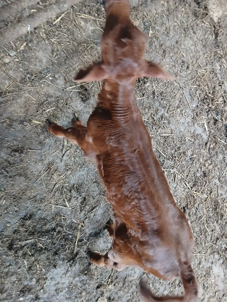 Calf - Image 1
