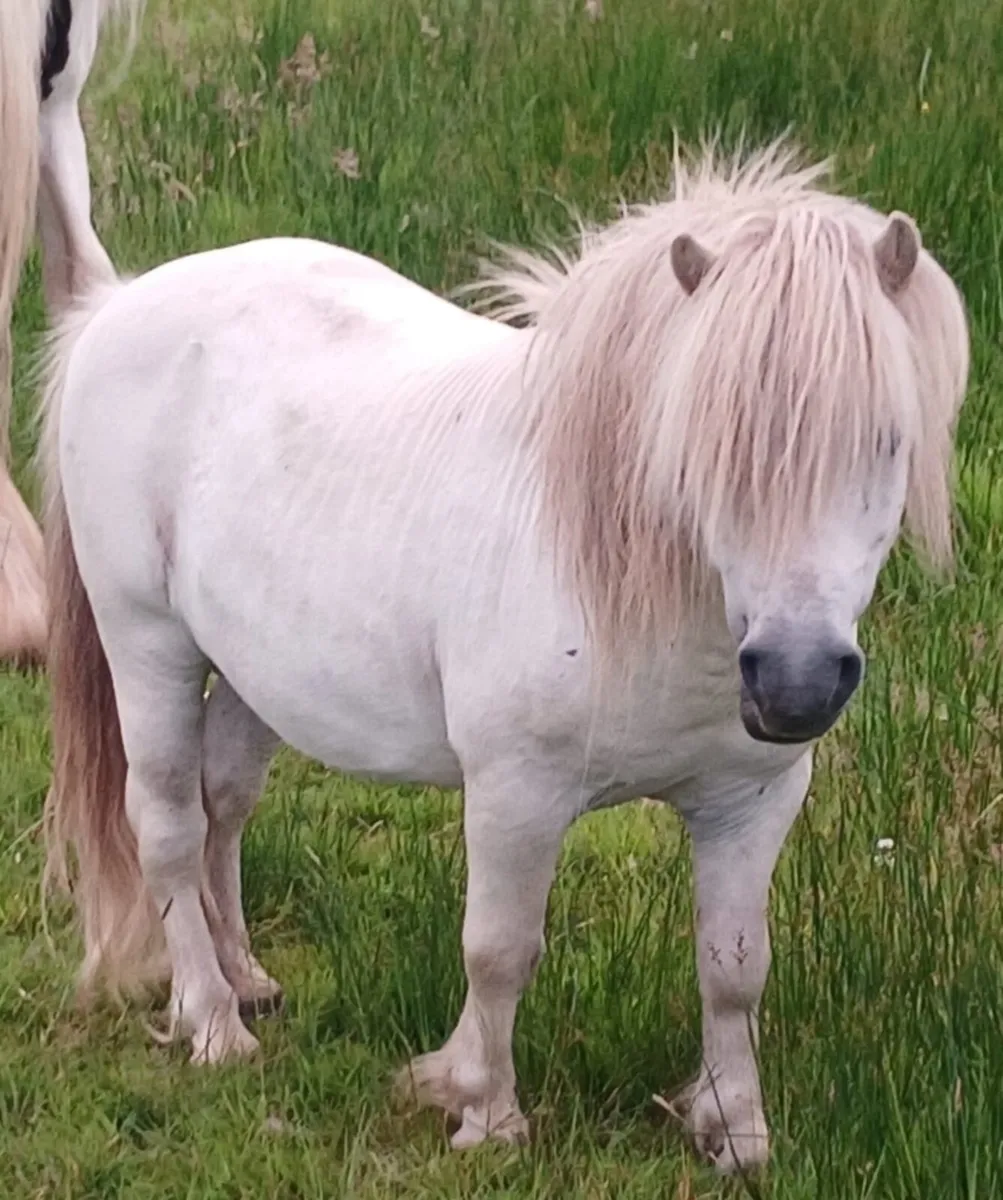 Falabella stallion - Image 1