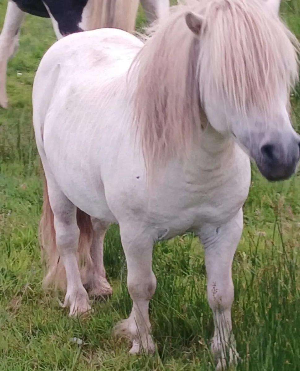 Falabella stallion - Image 2